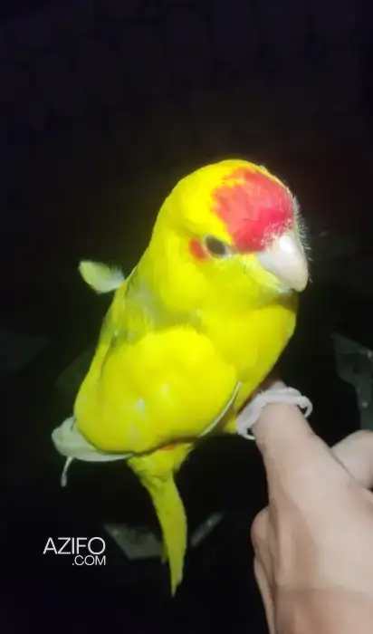 Oiseau dressé à Casablanca Maroc in Casablanca, MOROCCO | Azifo