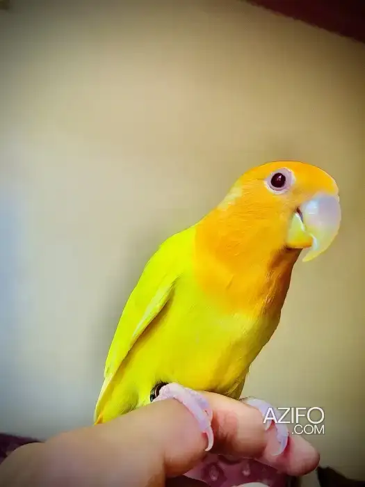 Oiseau dressé à Casablanca Maroc in Casablanca, MOROCCO | Azifo