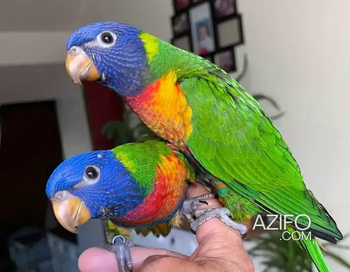 Oiseau dressé à Casablanca Maroc in Casablanca, MOROCCO | Azifo