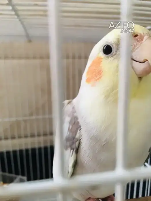 Des oiseaux bien dressé à Casablanca in Casablanca, MOROCCO | Azifo