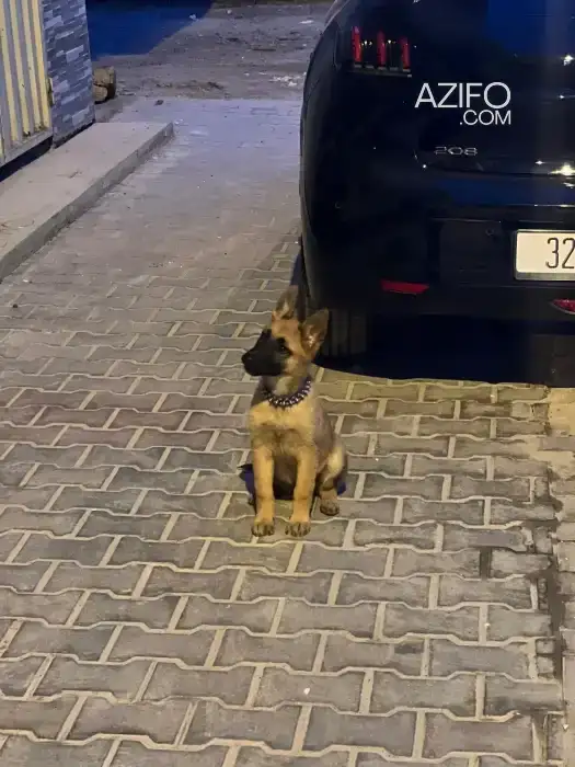 Chien Berger Malinois in Témara, MOROCCO | Azifo