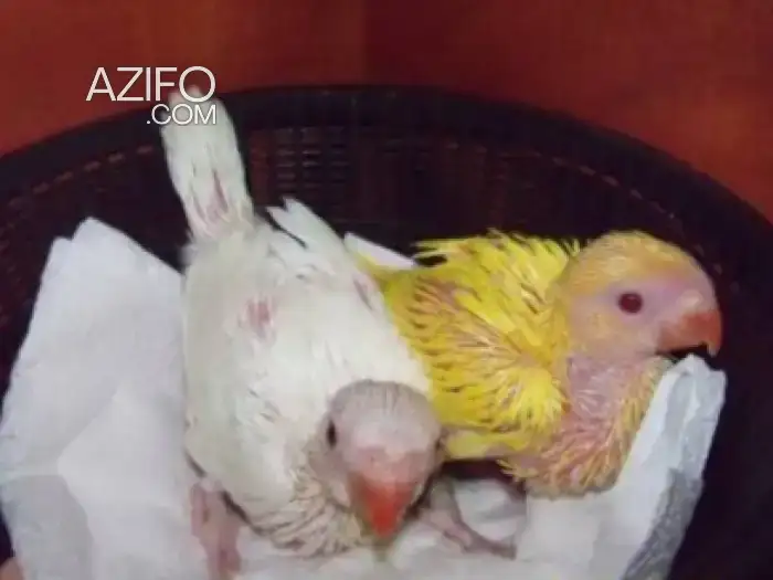 Bébé perruche à collier in Meknes, MOROCCO | Azifo