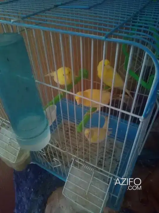 Canari canari 75 in الدار البيضاء, MOROCCO | Azifo