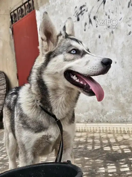 Chiot Femelle Husky Sibérien de 5 mois in Rabat, MOROCCO | Azifo
