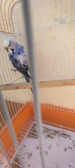 Piruche in تمارة, MOROCCO | Azifo