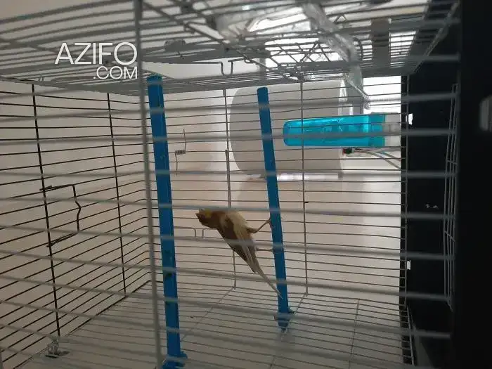 Canari in الدار البيضاء, MOROCCO | Azifo