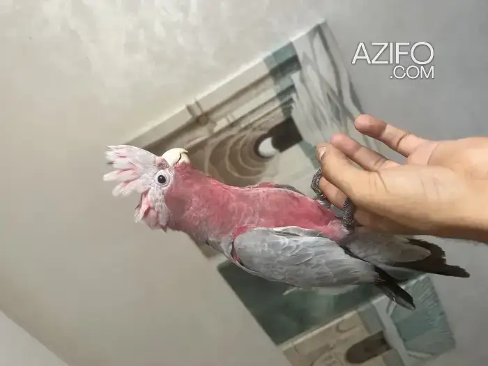 Cocatoés rosalbin in الرباط, MOROCCO | Azifo