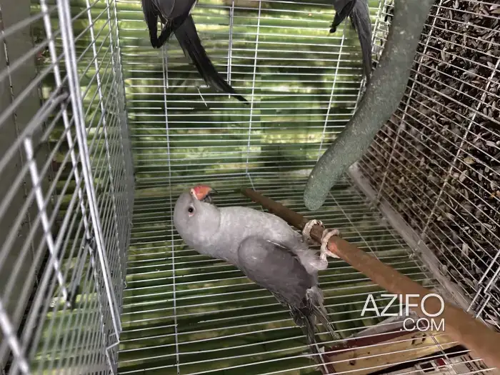 Perruche a collier in مراكش, MOROCCO | Azifo