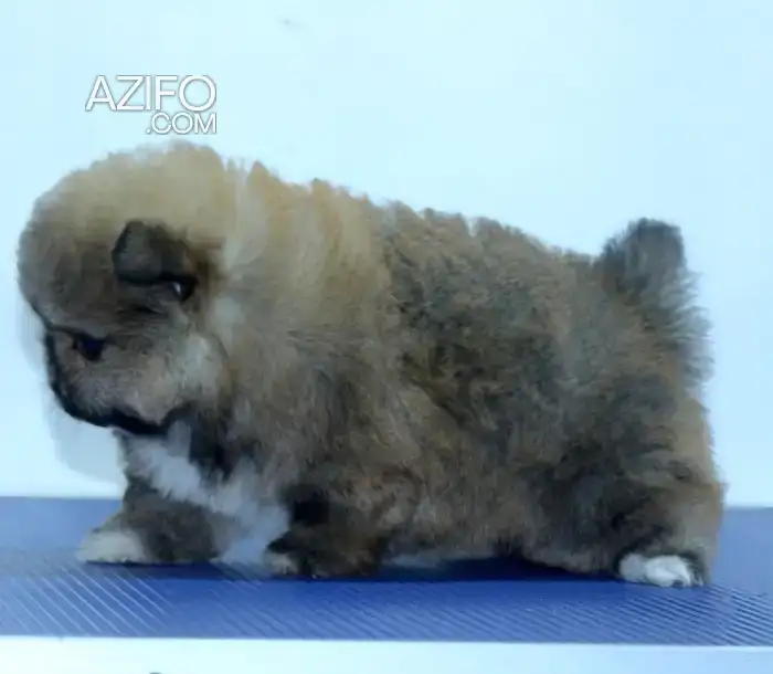 Chien Spitz Poméranien (Loulou de Poméranie) in Rabat, MOROCCO | Azifo