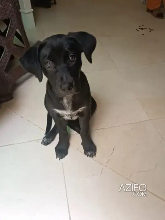 Adoption : Chiot Femelle Labrador Retriever de 2 mois in الرباط, MOROCCO | Azifo