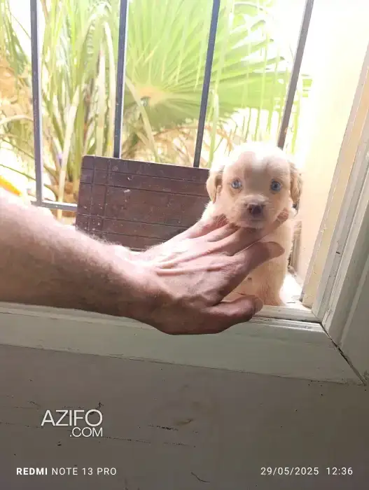 Chiot Mâle Kokoni de 1mois et demi in المحمدية, MOROCCO | Azifo