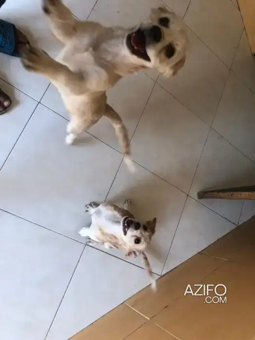 Portée de Chiots Kokoni in المحمدية, MOROCCO | Azifo