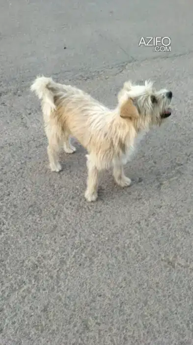 Chiot Femelle Chien Croisé Terrier Poil Long de 6 mois in مراكش, MOROCCO | Azifo