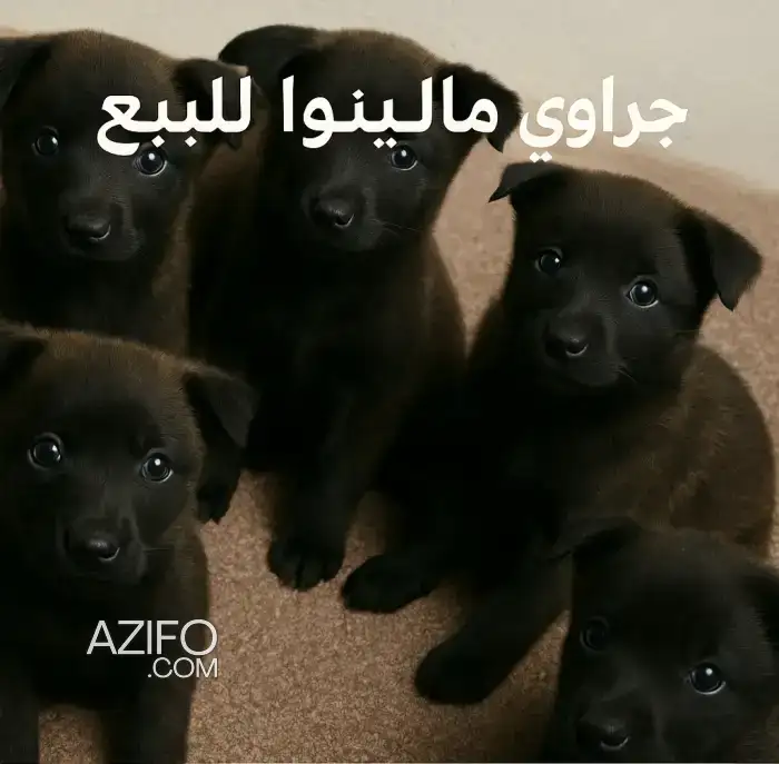 كلبة Malinoi charbonne أنثى أصيل للبيع in الدار البيضاء, MOROCCO | Azifo