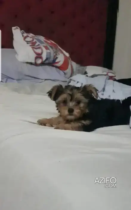 Chiot Mâle Yorkshire Terrier Toy / Miniature de 3 mois in الدار البيضاء, MOROCCO | Azifo