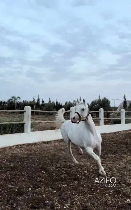 Pur sang arabe in Settat, MOROCCO | Azifo