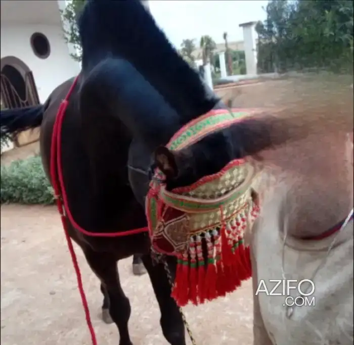 Arabe barbe التبوريدة in Settat, MOROCCO | Azifo