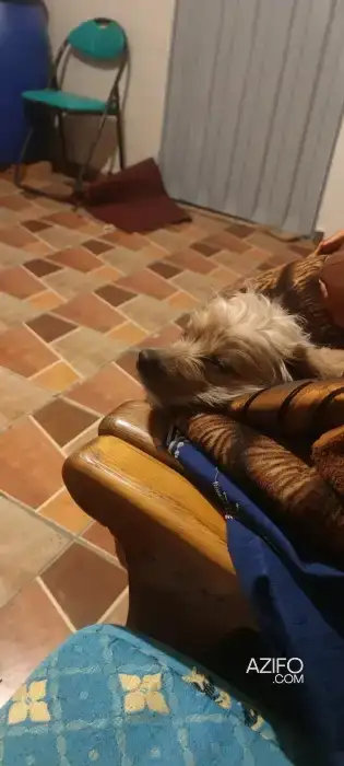 Adoption : Femelle Bichon Havanais de 4 ans in الدار البيضاء, MOROCCO | Azifo