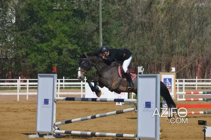 cheval selle français in Casablanca, MOROCCO | Azifo