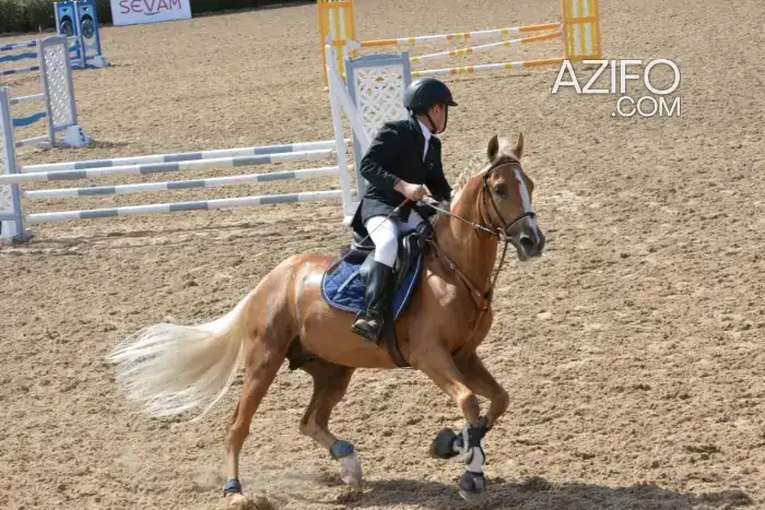 Cheval arabe barbe (étalon) de saut d’obstacle à vendre in Casablanca, MOROCCO | Azifo