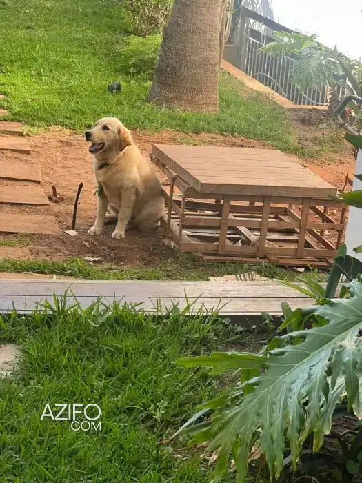 Chiot Golden Retriever de 5 mois in الدار البيضاء, MOROCCO | Azifo