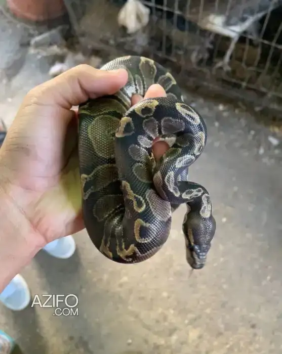 Python royal in Casablanca, MOROCCO | Azifo
