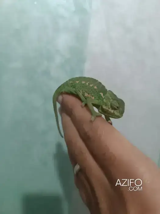 Petit caméléon à vendre in Casablanca, MOROCCO | Azifo
