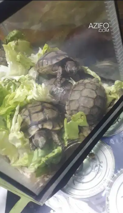 Tortue in Casablanca, MOROCCO | Azifo