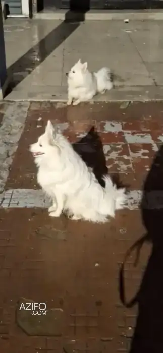 Chiot Femelle Spitz Japonais de 8 mois in الدار البيضاء, MOROCCO | Azifo