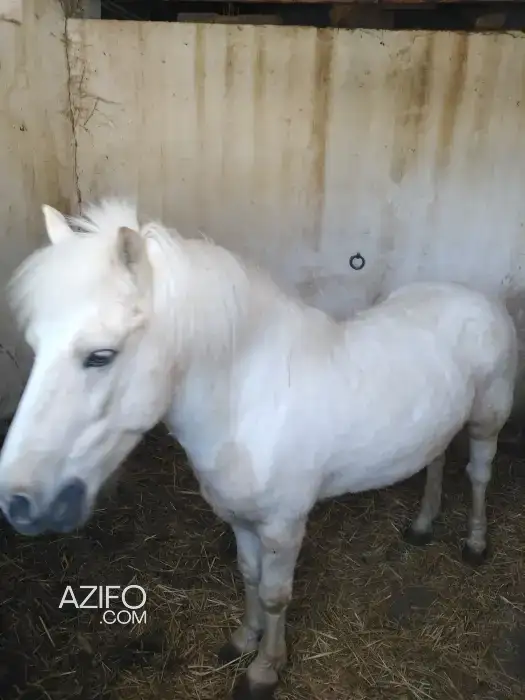 Poney a vendre in Safi, MOROCCO | Azifo