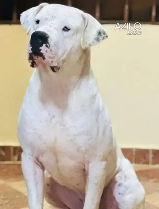Chien Mâle Dogue Argentin in الناظور, MOROCCO | Azifo