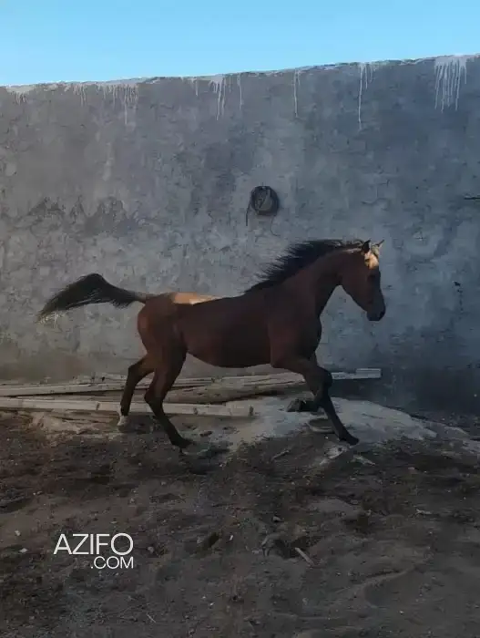 2 chevaux pur-sang agadir in أكادير, MOROCCO | Azifo