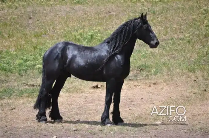 cheval frison pour débutants et novices in Casablanca, MOROCCO | Azifo