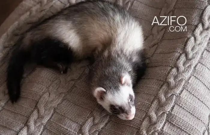 furet in Casablanca, MOROCCO | Azifo