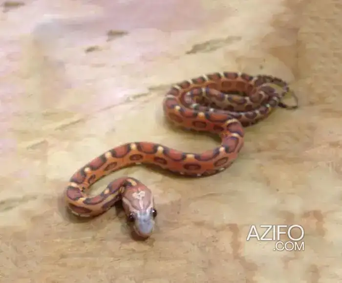 Serpent des blés Pantherophis Guttatus à vendre in Casablanca, MOROCCO | Azifo