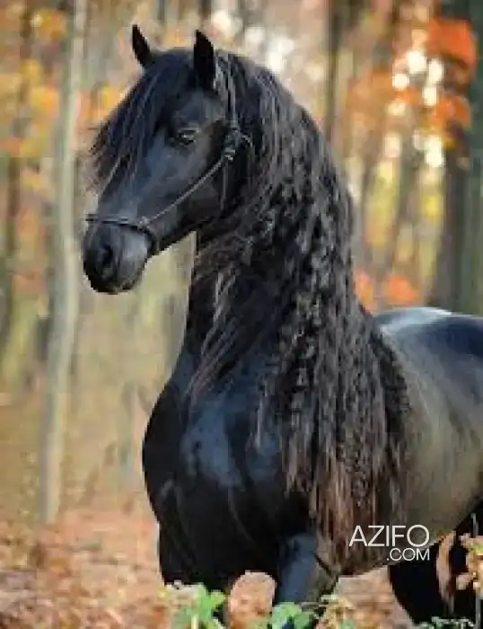 Éleveur de chevaux vend barbes arabes et arabes barbes in Rabat, MOROCCO | Azifo