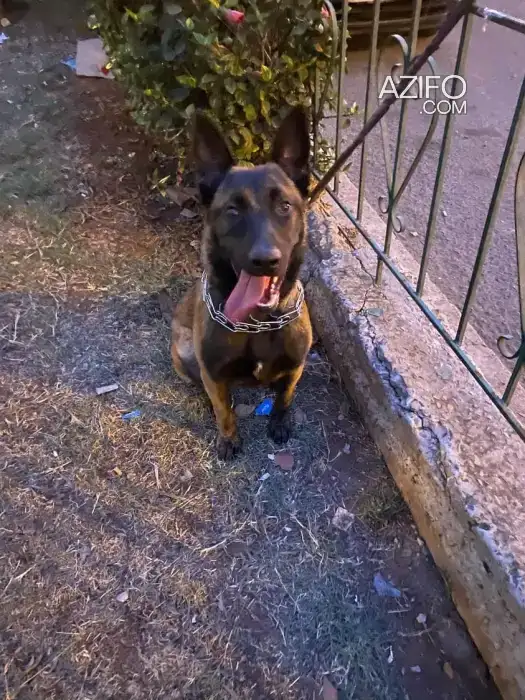 Chiot Mâle Berger Malinois de 6 mois in الدار البيضاء, MOROCCO | Azifo
