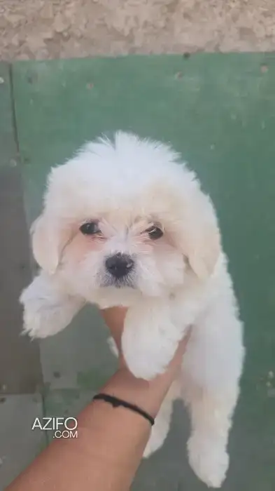 magnifique portêe de la race bichon maltais in Casablanca, MOROCCO | Azifo