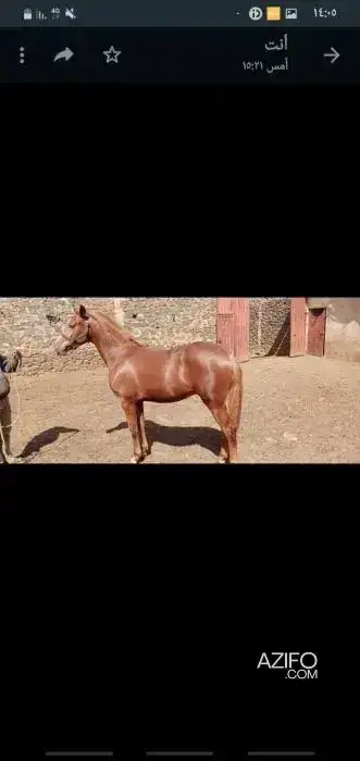 Cheval Arabe barbe in Agadir, MOROCCO | Azifo