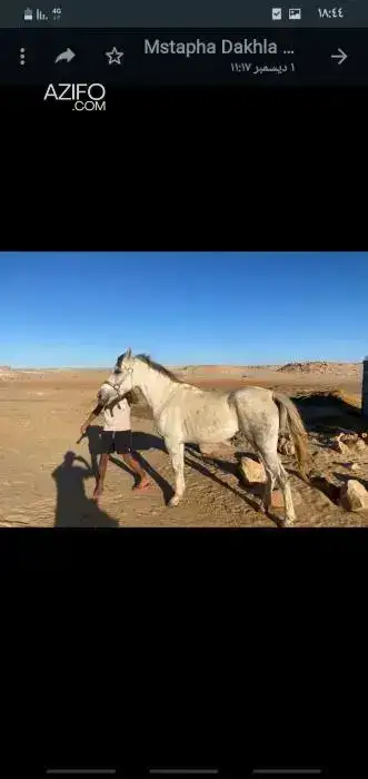 عربي أصيل pur-sang arabe in Agadir, MOROCCO | Azifo