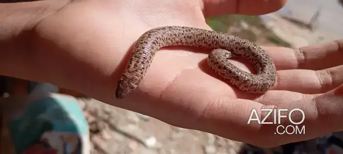 🐍 serpent in Casablanca, MOROCCO | Azifo