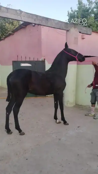 بيع الخيل in Kénitra, MOROCCO | Azifo