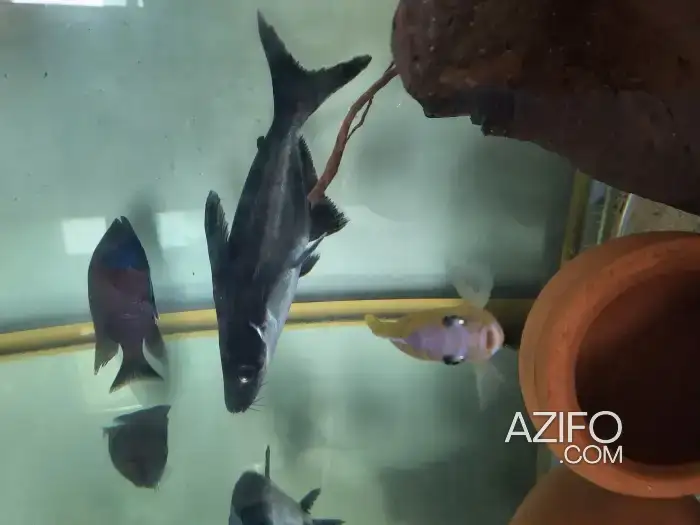 Requin d'eau douce in Casablanca, MOROCCO | Azifo