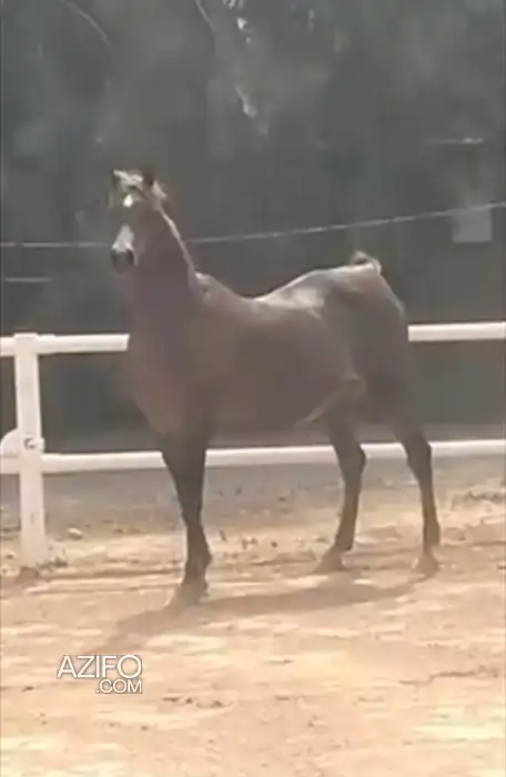 Pur sang arabe in Marrakech, MOROCCO | Azifo