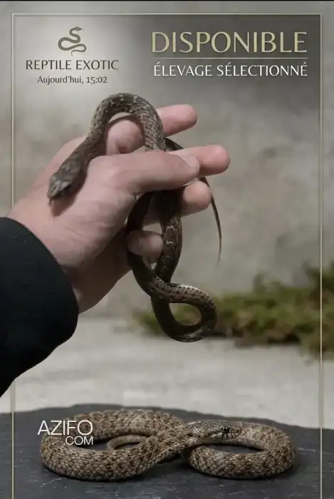 Serpent domestique in Casablanca, MOROCCO | Azifo
