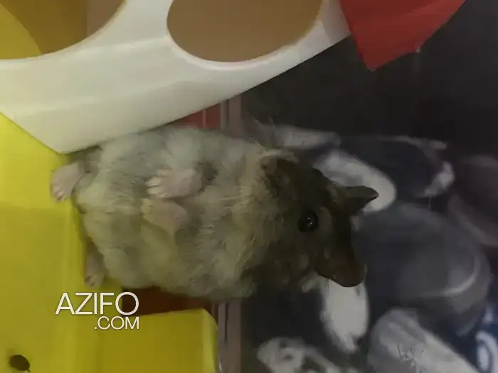 Hamster russe in Casablanca, MOROCCO | Azifo
