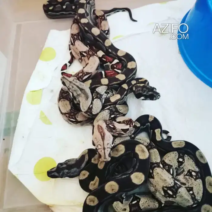 Boa constrictor in Casablanca, MOROCCO | Azifo