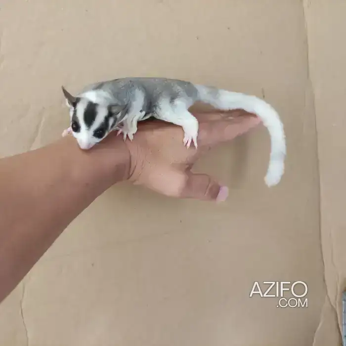 Sugar glider in Casablanca, MOROCCO | Azifo