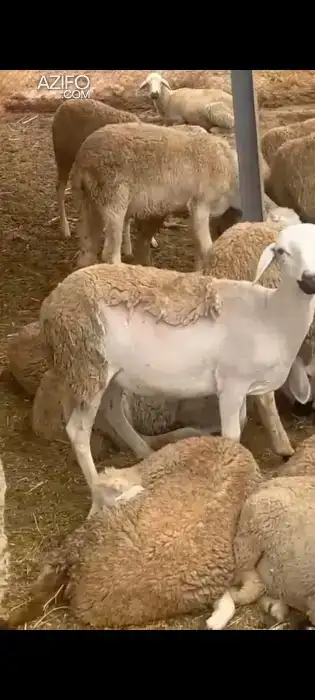 Brebis sardi in مراكش, MOROCCO | Azifo