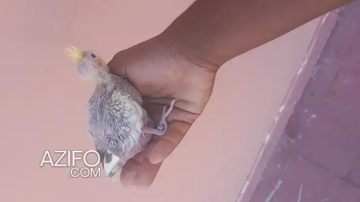 Oiseaux calopsitte in الدار البيضاء, MOROCCO | Azifo
